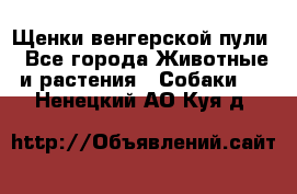 Щенки венгерской пули - Все города Животные и растения » Собаки   . Ненецкий АО,Куя д.